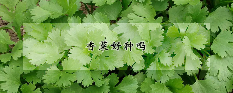 香菜好种吗