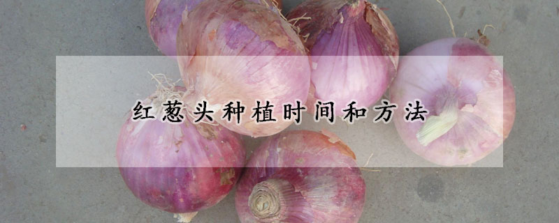 红葱头种植时间和方法