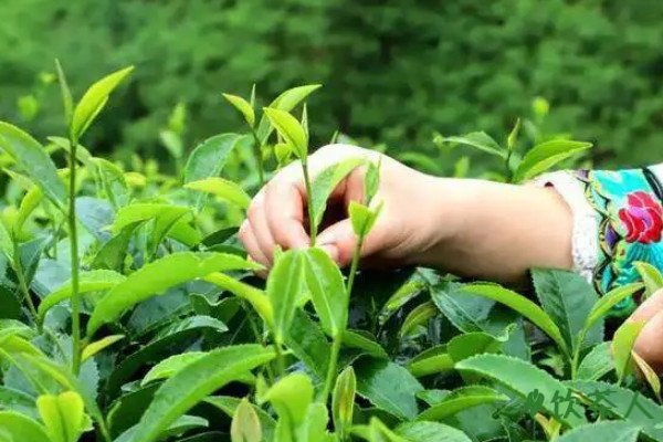 绿茶的制作流程五个步骤，绿茶的制作工艺流程