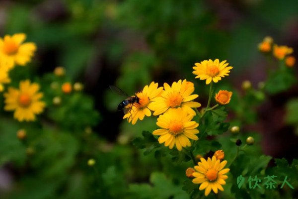 菊花茶的种类，有什么特性(八大品种详解)