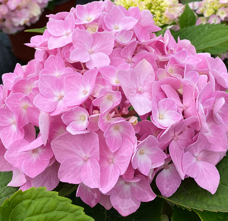 绣球花有多少中颜色?各颜色的花语是什么?