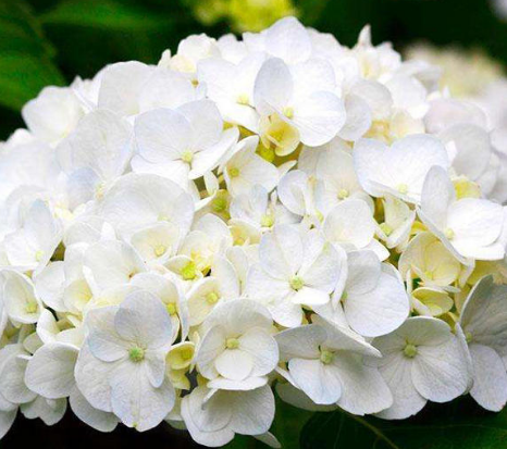 绣球花有多少中颜色?各颜色的花语是什么?