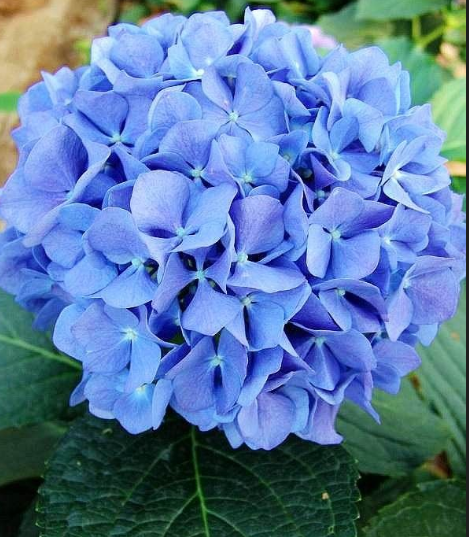 绣球花有多少中颜色?各颜色的花语是什么?