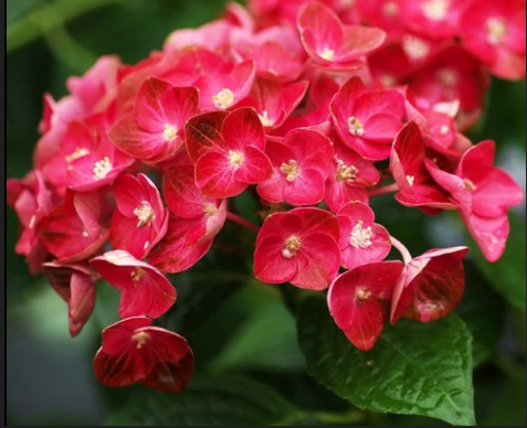 绣球花有多少中颜色?各颜色的花语是什么?