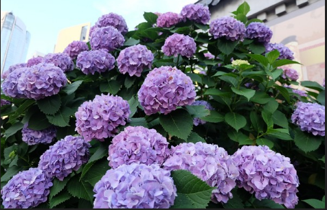 绣球花有多少中颜色?各颜色的花语是什么?