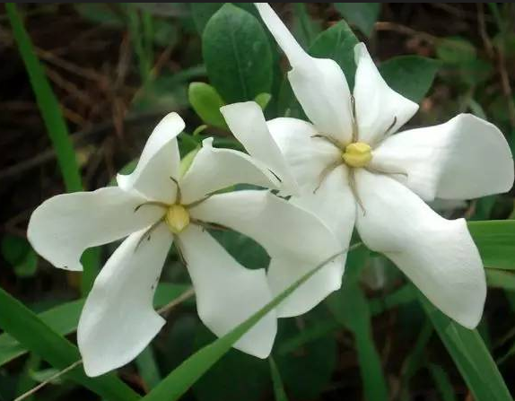 栀子花的花语是什么?它的象征寓意是什么?