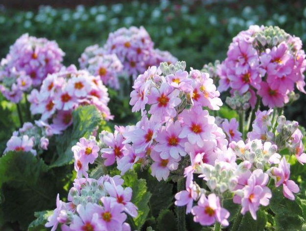 12星座的守护花卉都是哪些?它们的花语是什么?