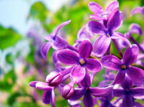 12星座的守护花卉都是哪些?它们的花语是什么?