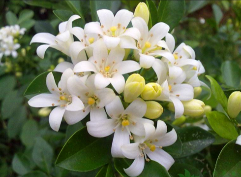 12星座的守护花卉都是哪些?它们的花语是什么?