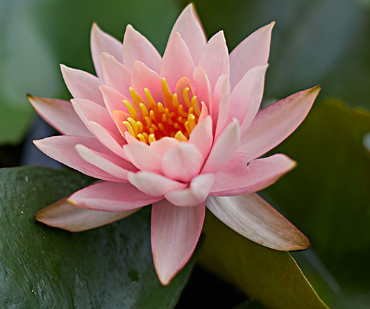 12星座的守护花卉都是哪些?它们的花语是什么?