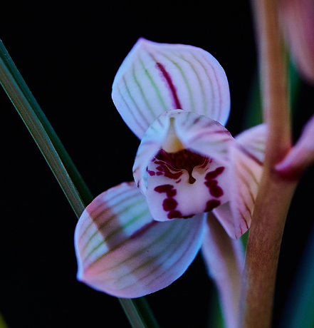 12星座的守护花卉都是哪些?它们的花语是什么?