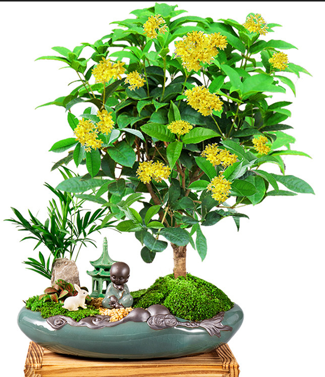 有四大吉祥树之称的树是哪些?是怎么来的?