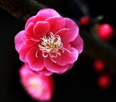 花中四君子是那些?适合什么人?