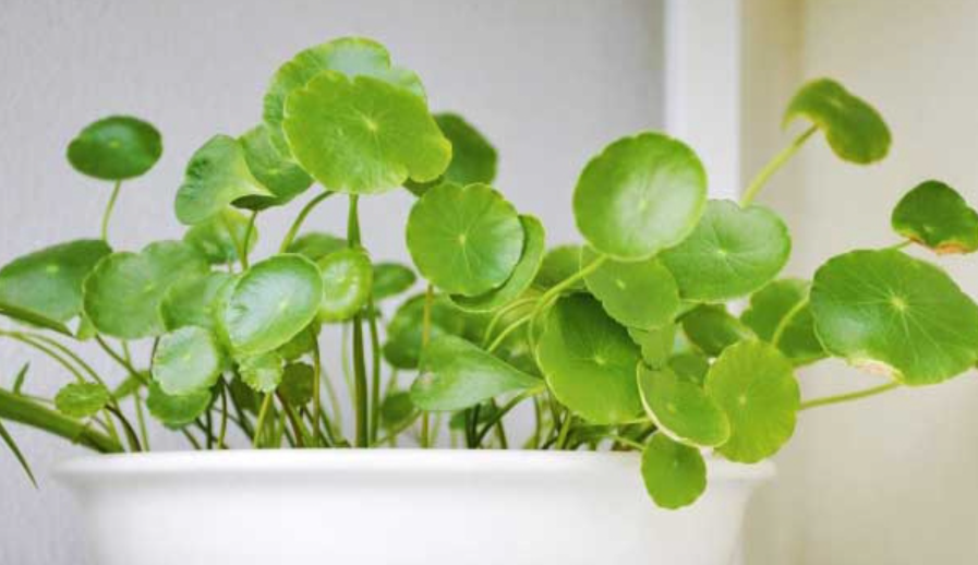 金钱草种植哪些土壤比较合适?