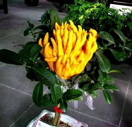 佛手的花语是什么?佛手适合送什么人?