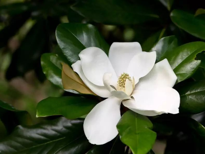 到底是什么神仙花儿敢叫荷花玉兰?