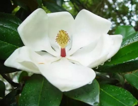 到底是什么神仙花儿敢叫荷花玉兰?