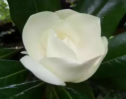 到底是什么神仙花儿敢叫荷花玉兰?