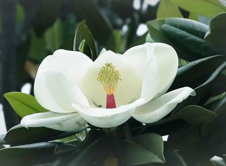 到底是什么神仙花儿敢叫荷花玉兰?