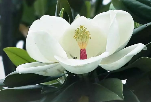 到底是什么神仙花儿敢叫荷花玉兰?
