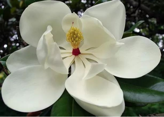 到底是什么神仙花儿敢叫荷花玉兰?