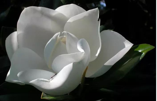 到底是什么神仙花儿敢叫荷花玉兰?
