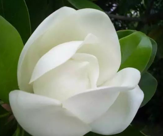 到底是什么神仙花儿敢叫荷花玉兰?