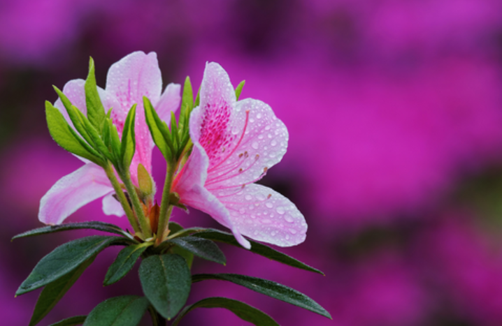 杜鹃花病害综合防治技术有哪些?