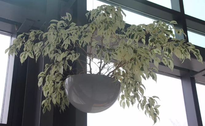 适合栽种的三种观赏榕树,你更喜欢哪一种