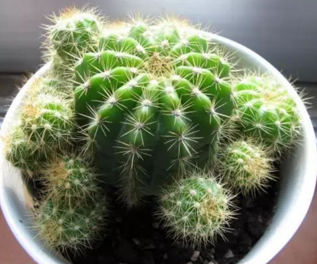 带刺的仙人球也可以很温柔吗