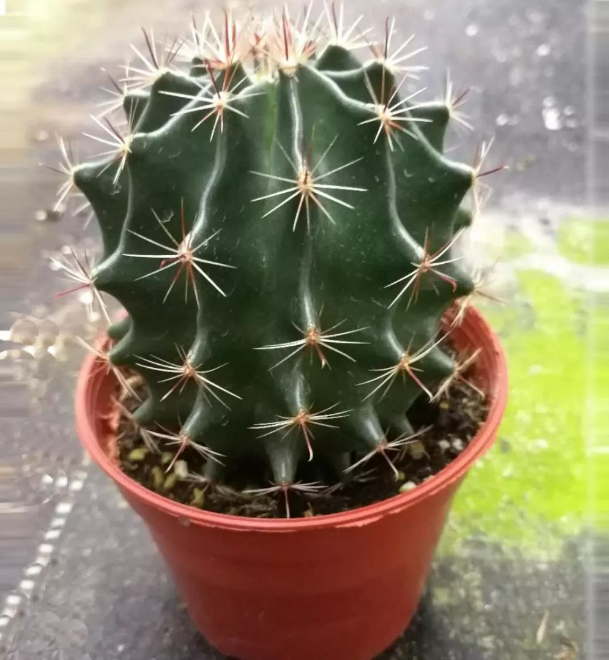 带刺的仙人球也可以很温柔吗