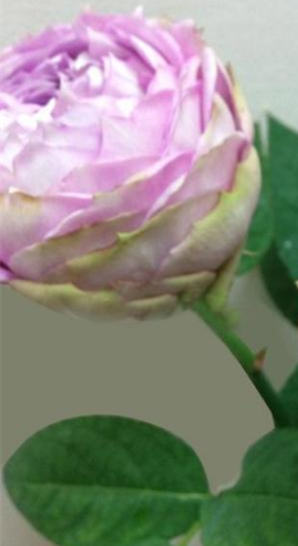  三十款紫色月季花都有什么品种吗