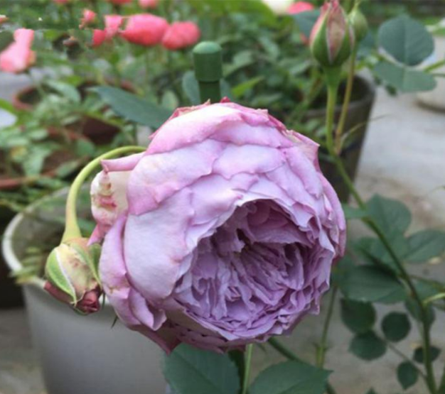  三十款紫色月季花都有什么品种吗