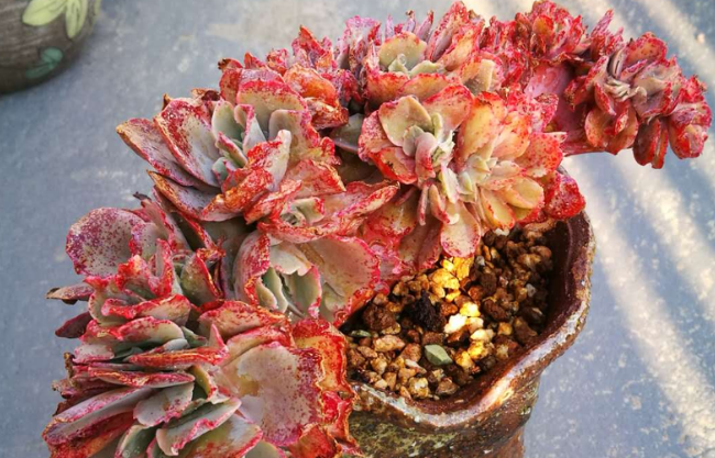 多肉植物雨滴不能淋雨吗