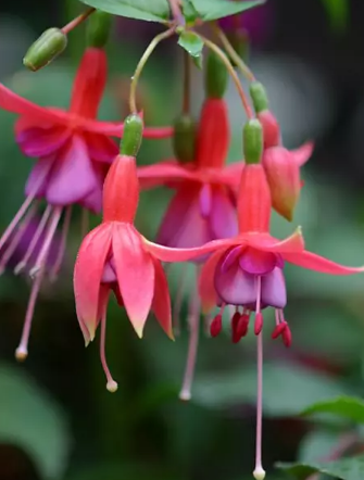 5种漂亮花,公认的难养,新手不要轻易入手