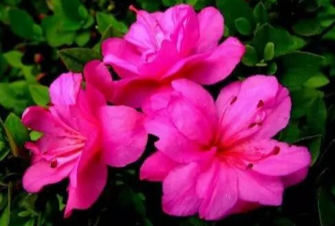 5种漂亮花,公认的难养,新手不要轻易入手