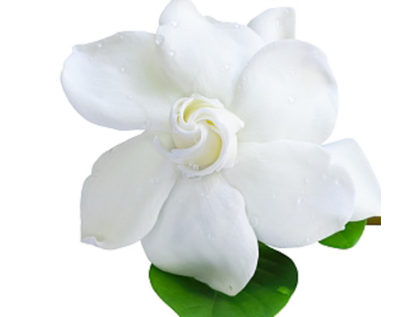 5种漂亮花,公认的难养,新手不要轻易入手