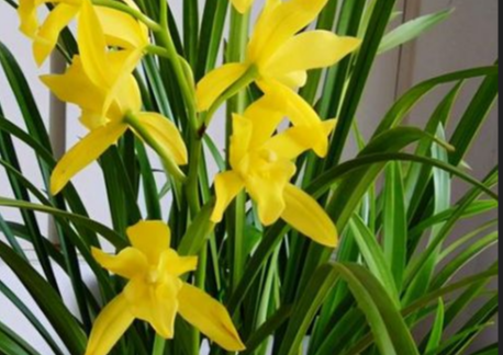 5种漂亮花,公认的难养,新手不要轻易入手