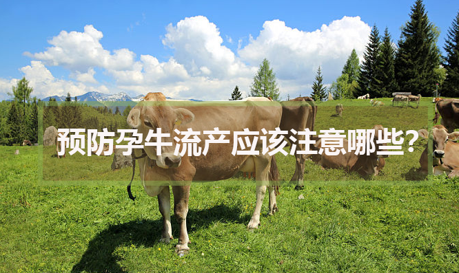 预防孕牛流产应该注意哪些?