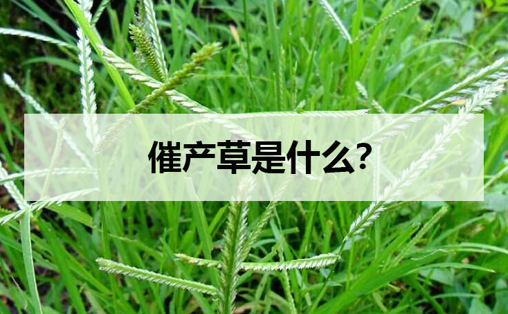 催产草是什么?