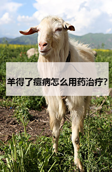 羊得了痘病怎么用药治疗?