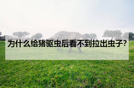 为什么给猪驱虫后看不到拉出虫子?