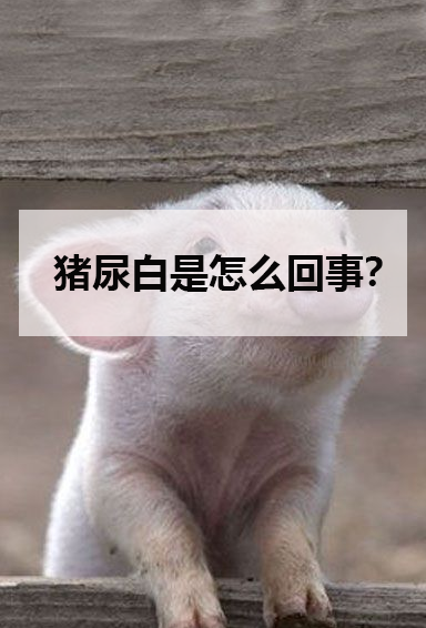 猪尿白是怎么回事?