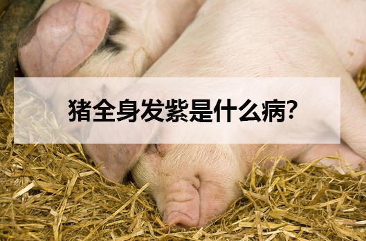 猪全身发紫是什么病?