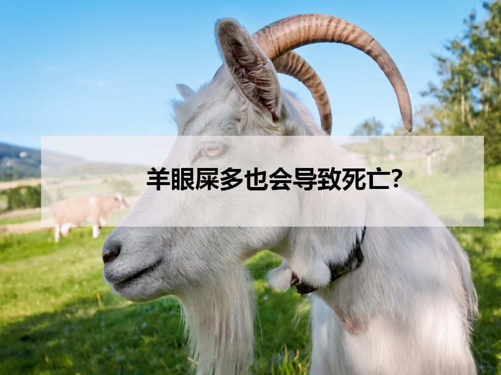 羊眼屎多也会导致死亡?