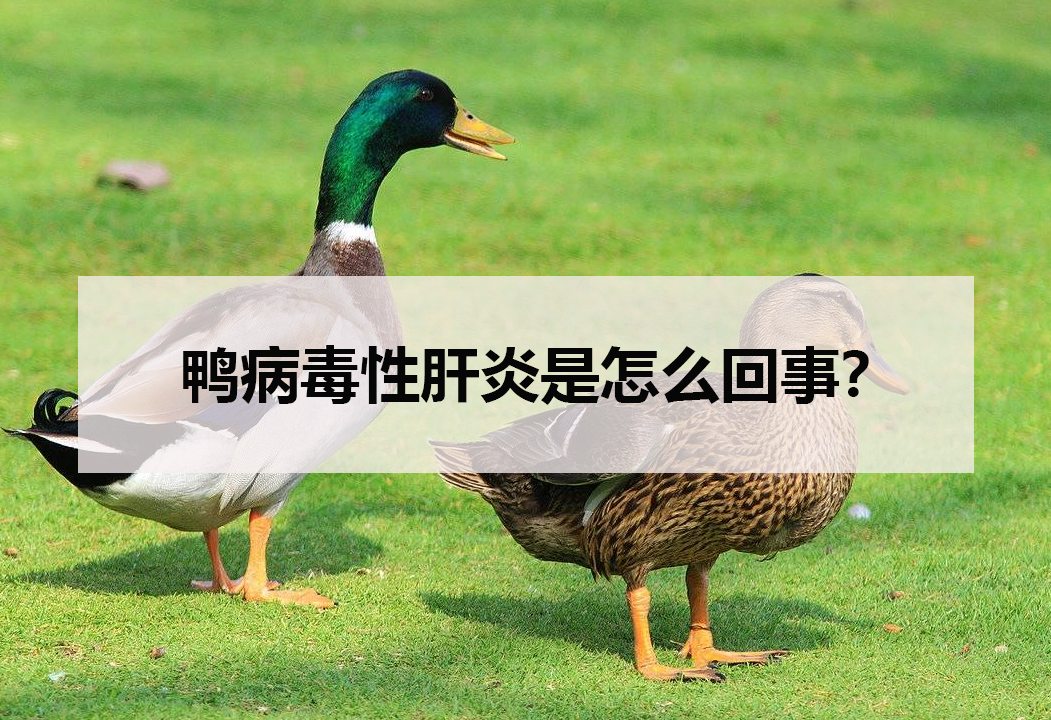 鸭病毒性肝炎是怎么回事?