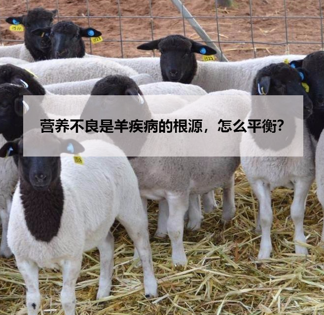 营养不良是羊疾病的根源,怎么平衡?