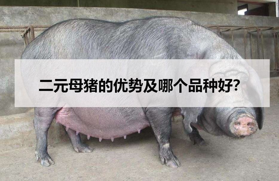 二元母猪的优势及哪个品种好?