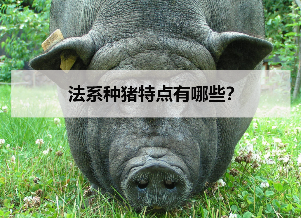 法系种猪特点有哪些?