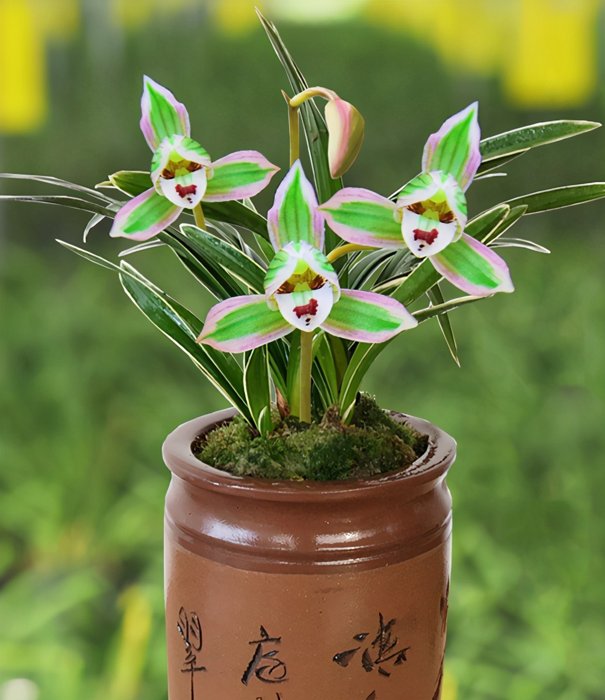 开花后一花双色的兰花-帝王妃